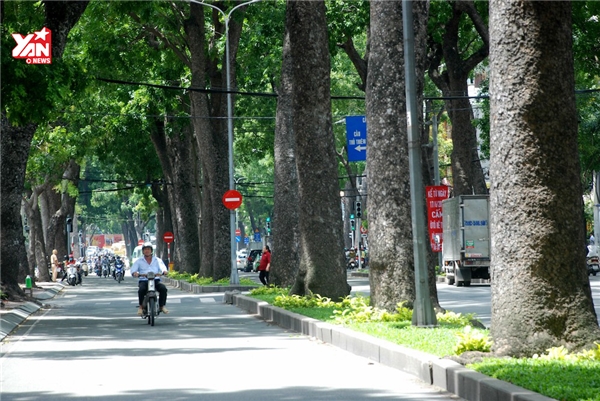 Dân Sài Gòn tiếc nuối hàng cây xanh trăm tuổi sắp bị đốn hạ, di dời
