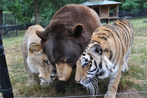 Sư tử, hổ, gấu được trùm ma túy nuôi chung, 15 năm sau kết quả bất ngờ