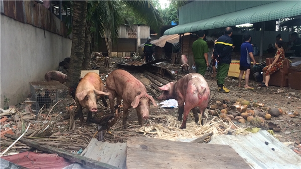 
Những con lợn may mắn sống sót trong vụ hỏa hoạn.