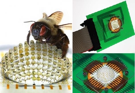 
Hệ mắt kép của ruồi cũng như các loài côn trùng luôn hấp dẫn những người nghiên cứu và chế tạo camera.