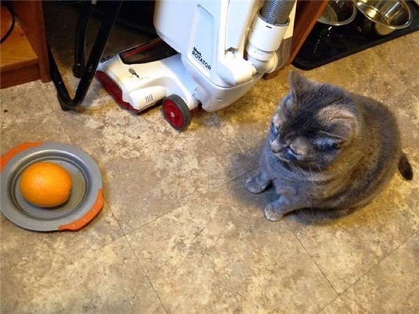 
Một lần khác: "Mẹ bận rồi nên con thay mẹ cho bé mèo ăn nhé". Rõ ràng con đã cho mèo ăn rồi, chỉ là con không biết mèo không ăn cam mà thôi.