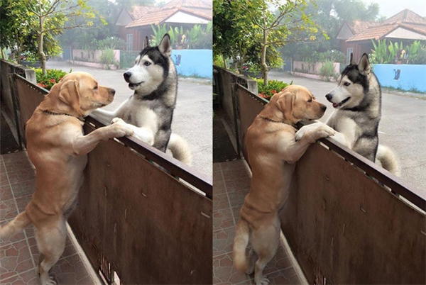 Cảm động hai em chó ôm nhau giúp 
