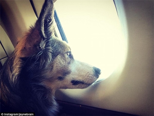 
Jayne Brain giải thích rằng, cô chỉ đi theo để trông chừng chú chó cưng của chủ trên phi cơ riêng này thôi