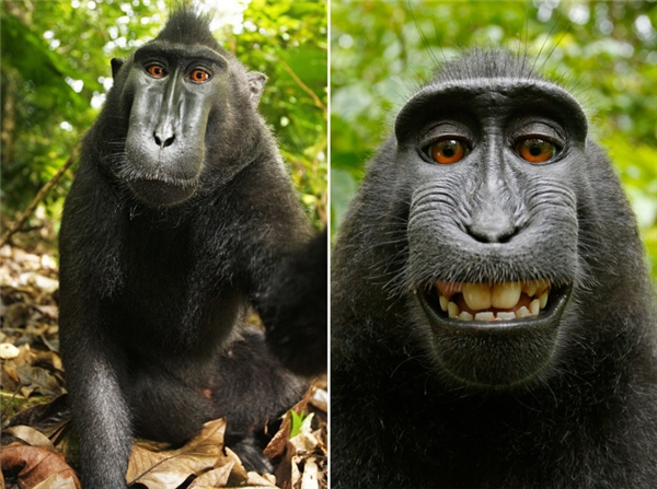 
Hai trong số hàng trăm bức hình mà chú khỉ đã tự chụp mình bằng máy ảnh của Slater.