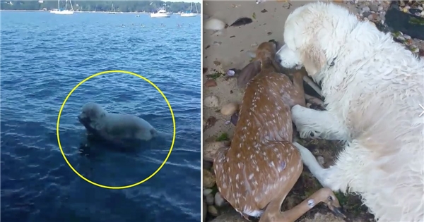 Bất chấp tính mạng, chú chó dũng cảm lao xuống biển cứu sống hươu con