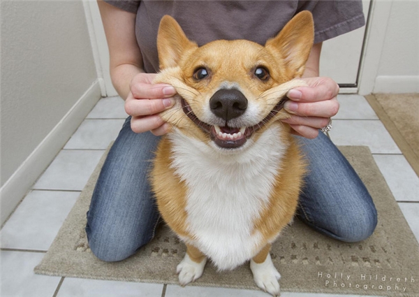 
Giơ tay nếu bạn đã từng cưỡng ép cún cưng nhà mình cười theo cách như thế này.