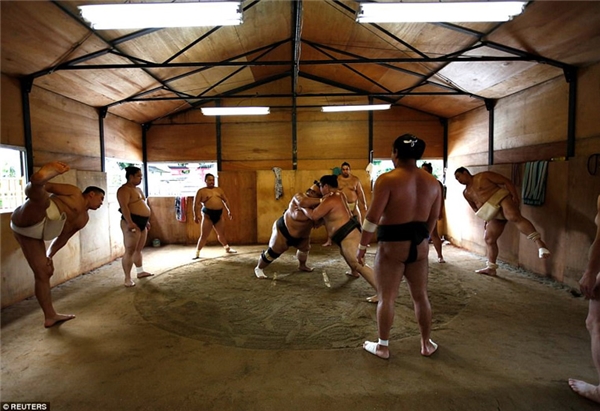 
Ai cũng biết sumo là một môn võ cổ truyền của Nhật Bản, nơi các lực sĩ khổng lồ nặng trên trăm ký đấu vật với nhau để chọn ra người chiến thắng.
