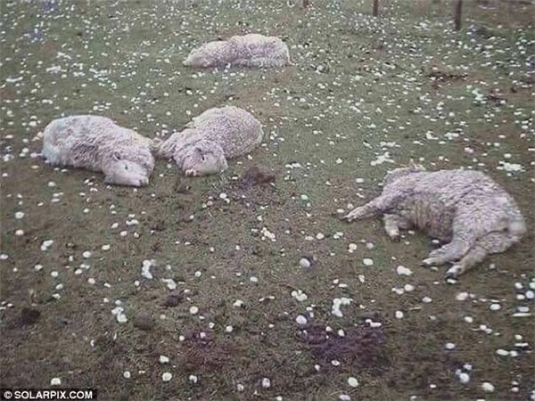 
Xe cộ chưa kịp di chuyển đến nơi an toàn bị phá hủy trầm trọng, hàng loạt con cừu chết trong trận mưa đá khủng khiếp