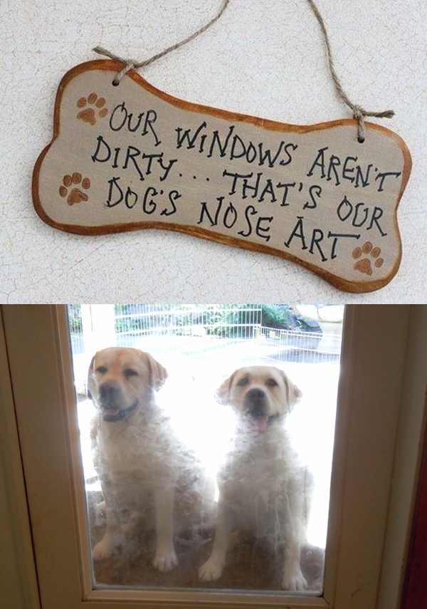 
“Không phải cửa sổ bẩn đâu, là tác phẩm của mấy con chó đấy.”