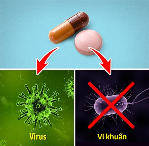 
Kháng sinh diệt được virus gây bệnh: Thực ra kháng sinh chỉ diệt hoặc ngăn chặn sự sinh sôi của vi khuẩn chứ không thể diệt được virus.