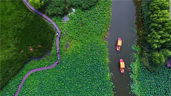 
Zaozhuang, Shandong, Trung Quốc: Mỗi mùa hè đến, những vùng đầm ở thành phố Zaozhuang - đặc biệt là Đầm Nước Honghe - đầm nước tự nhân lớn nhất miền bắc Trung Quốc - lại được tổ điểm bởi những sắc hoa rực rỡ.