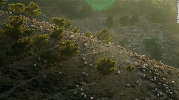 
 Madaba Governorate, Jordan: Một đàn cừu được chụp vào lúc hoàng hôn trên đỉnh Madaba Governorate ở Jordan.