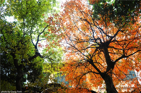 
Ở một góc phố nào đó, những tán cây đổi màu lá, rực rỡ như cảnh trong tranh vẽ