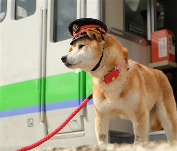 Trưởng ga tàu ở Hokkaido hóa ra là... một chú chó