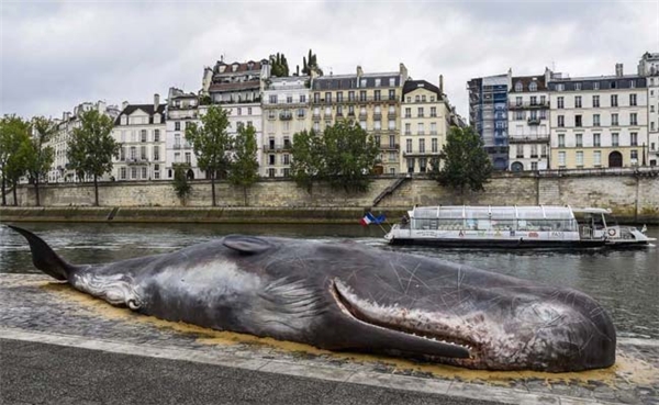 
Chú cá "lạc trôi" giữa lòng Paris hoa lệ.