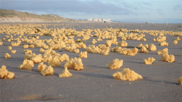 Vật thể lạ màu vàng rải chi chít dưới bãi biển khiến người dân hoảng hốt