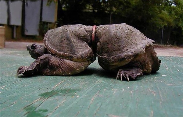 
Một chú rùa khác cũng chịu cảnh tương tự với chiếc mai biến dạng vì dây vòng kim loại ngang thân