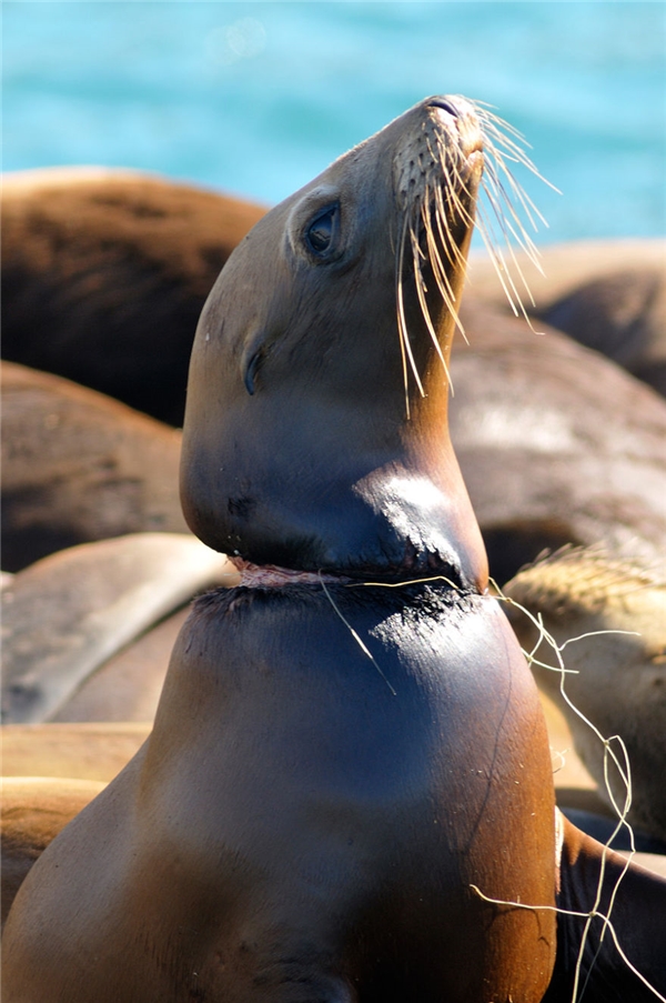 
 Chính những sợi dây nhựa do con người xả ra môi trường vô tội vạ đã khiến chú hải cẩu này chịu nhiều khổ sở