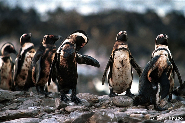 
 Đàn chim cánh cụt “tắm” trong biển "dầu"
