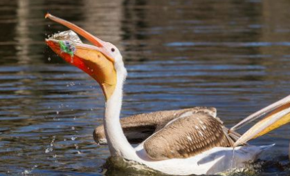  
Một chú chim bồ nông ăn phải hàng loạt rác thải trên hồ