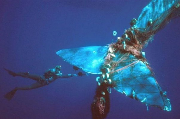 
 Những thợ lặn đang giải cứu một chú cá voi vướng đuôi vào lưới đánh cá