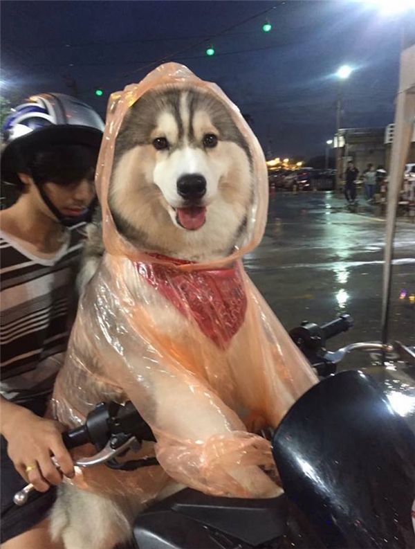 
Chú chó quàng khăn đỏ, mặc áo mưa khiến dân mạng "bấn loạn" vì quá đẹp trai.