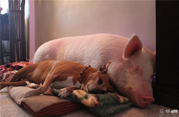 
Esther sống rất hòa thuận với những vật nuôi khác trong nhà
