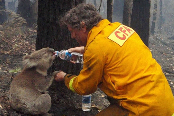 
Một người lính cứu hỏa đang giúp chú gấu Koala uống nước. Chú gấu này đã sống sót sau thảm kịch cháy rừng “Ngày thứ bảy đen tối” ở Úc vào năm 2009