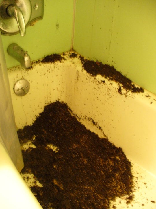 
Trần phòng vệ sinh sập xuống đúng ngay bồn tắm, và đây là một ổ kiến cùng đám trứng của chúng.