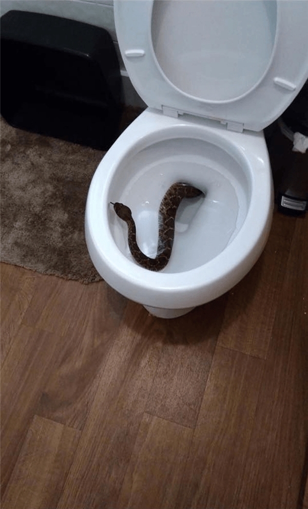 
Khi vào nhà vệ sinh, nhớ nhìn trước ngó sau thật cẩn thận trước khi ngồi xuống nhé.