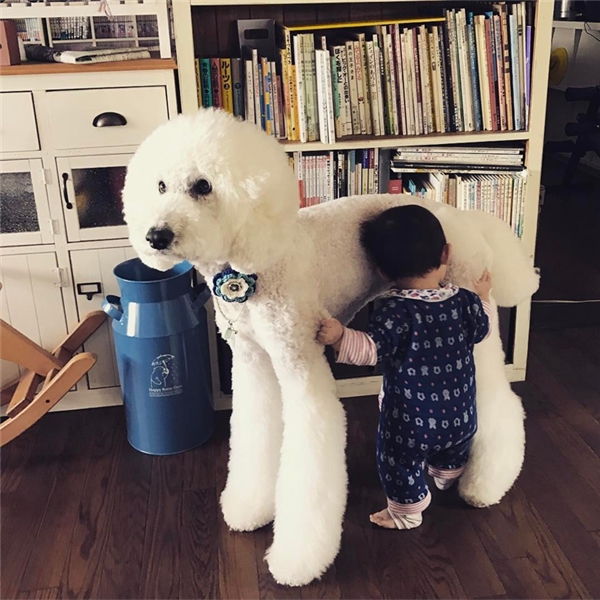 
Còn Riku là một chú chó Poodle khổng lồ, đã làm bạn với Mame từ khi cô bé chào đời.