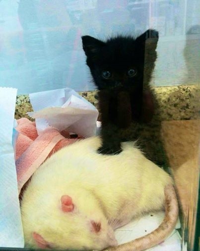 
Cặp đôi mèo Ebony và chuột Ivory.