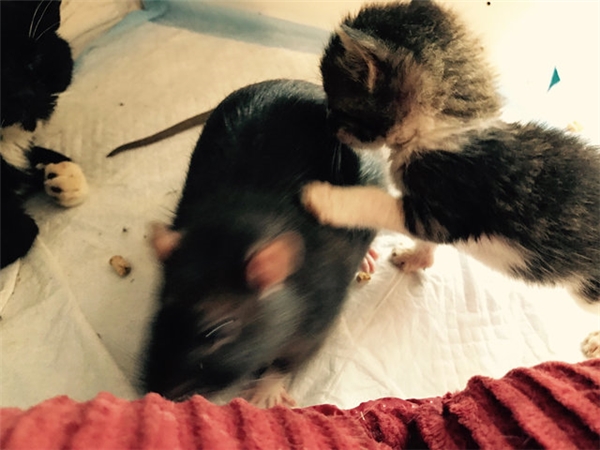 
Mèo Remy và chuột Emily chơi đùa cùng nhau.