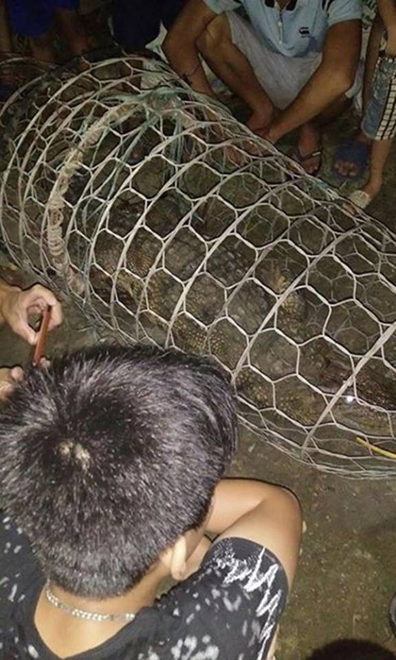 
Con cá sâu nặng hơn 30kg được người dân xã Ngọc Liệp (Quốc Oai, Hà Nội) bắt được