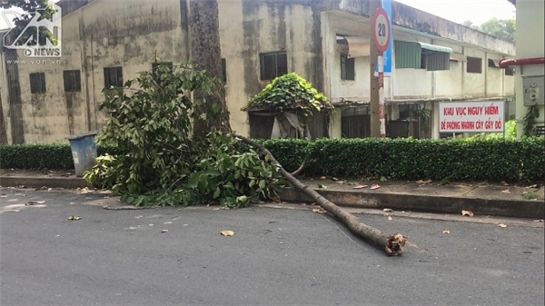 Nữ công nhân đang ăn thì bị cây rơi trúng đầu ở Sài Gòn đã tử vong