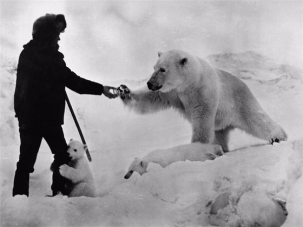 
Khoảnh khắc ngọt ngào giữa con người và động vật hoang dã được thể hiện thông qua hình ảnh nhà thám hiểm tặng cho gấu Bắc Cực mẹ hộp sữa vào thập niên 1980. Trong khi đó, gấu con lại quấn quýt ôm chân anh mãi không rời.