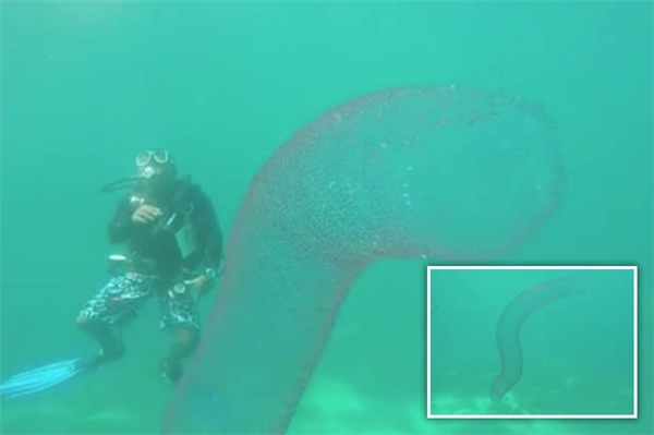 Xôn xao clip ''quái vật ngoài hành tinh'' xuất hiện dưới đáy biển sâu