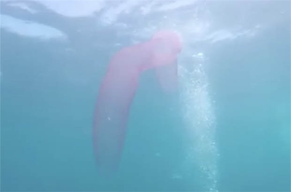 Xôn xao clip ''quái vật ngoài hành tinh'' xuất hiện dưới đáy biển sâu