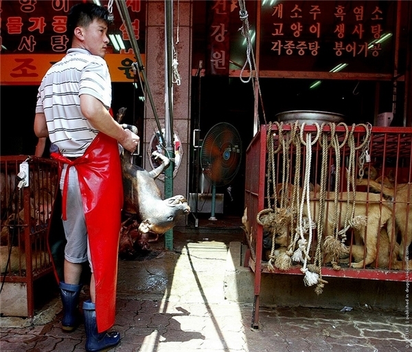 
Khu chợ giết mổ chó của Hàn Quốc.