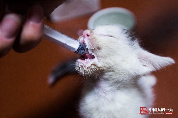 
Một chú mèo con vừa mới ra đời không lâu đang được dì Hoa bón sữa. Những chú mèo sơ sinh cần cả thức ăn dinh dưỡng và sữa bột, nên chi phí cho mỗi chú đều không nhỏ.