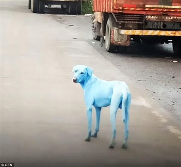 Phát hiện chú chó lông xanh độc nhất và lý do đằng sau khiến ai cũng xót xa