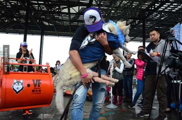 
Anh Nick ôm chú chó husky bị ung thư của mình chạy đến đích trong một cuộc thi chạy dành cho giống Husky được tổ chức thường niên tại Đài Loan. Chú chó husky đã ở bên anh kể từ khi còn bần hàn đến lúc có được sự nghiệp riêng. Bế chú chó già yếu trên tay, anh đã không cầm được nước mắt. Tất cả mọi người chứng kiến đều vô cùng xúc động và nhiệt liệt cổ vũ cho anh. 