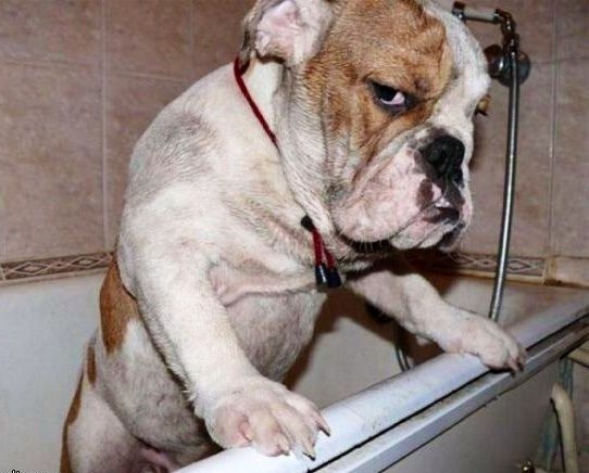 
Tuyển tập những Boss có thù với bồn tắm. Làm gì cũng được, chỉ có tắm là không được!!!