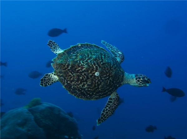 
Lặn biển ở Đông Timor bạn có thể thấy chú rùa nhỏ xinh như thế này.