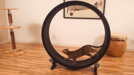 
Giờ đây những chú mèo lười biếng đã có riêng cho mình một máy "chạy bộ" siêu cool.