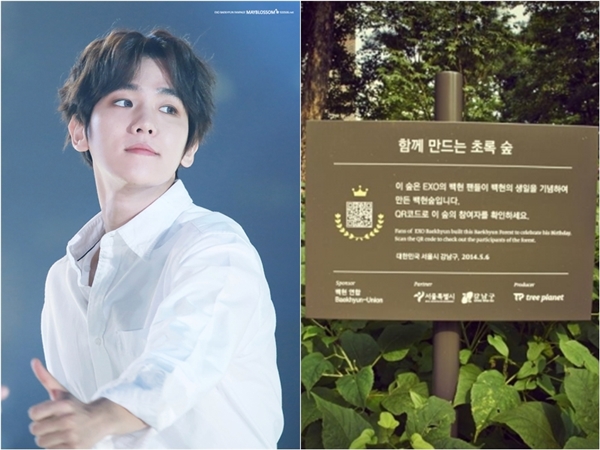 
Baekhyun cũng từng được fan tặng một rừng cây mang tên anh.