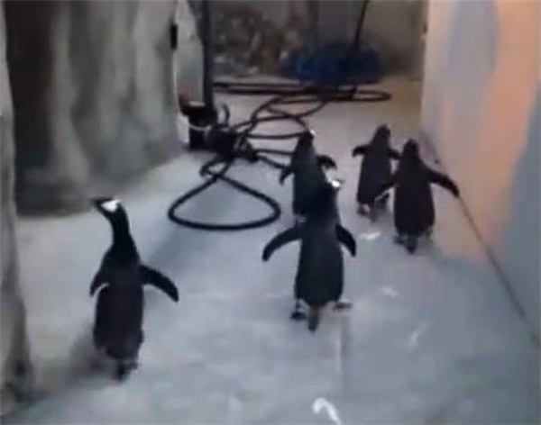 Đánh ghen mà còn buồn cười, chim cánh cụt đúng là loài dễ thương nhất quả đất