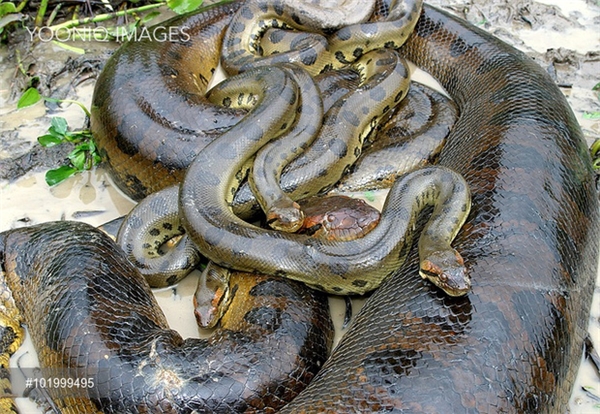 Sự thật: Có phải trăn Anaconda không bao giờ ngừng lớn?