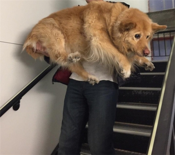 
Khi con chó của bạn nặng cả tạ nhưng lại mắc bệnh sợ đi cầu thang.


Và đây là cách Boss không muốn cho Sen đi du lịch bỏ Boss ở nhà 1 mình.