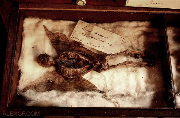 Discover mummies of fairies, werewolves, even aliens?